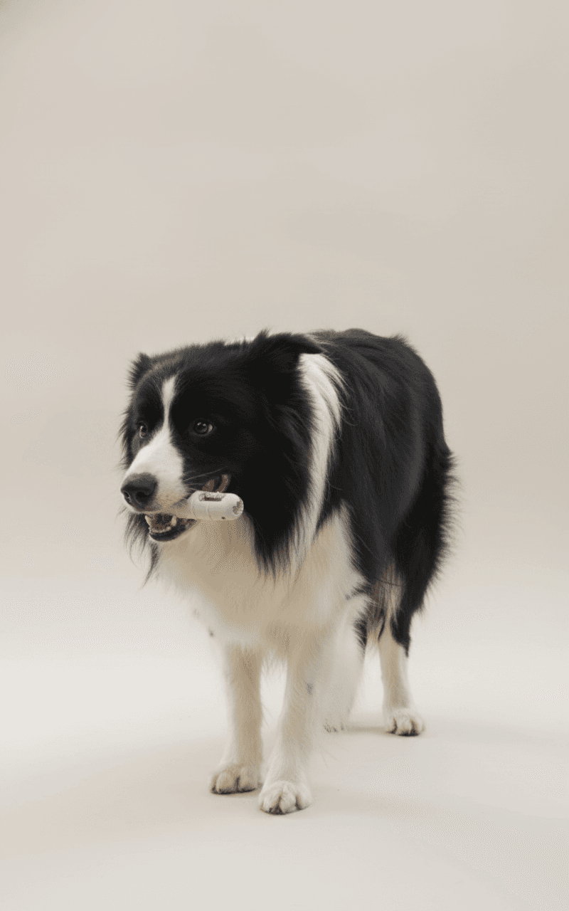 DOG Chew Toys For Teeth Cleaning,Pet Sausage Chew Brush,Pet Chew & Clean Buddy